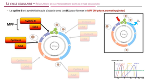LAS - Module 9 - Séq 3
