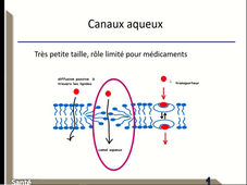 1-PK-introduction-absorption