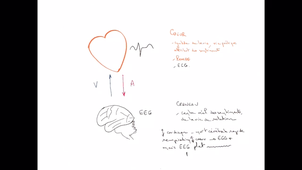 Anatomie - Le coeur et la circulation - P10