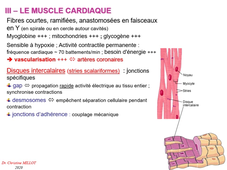 UE2EC2 - CM - Tissus musculaires - C. Millot