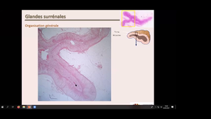 MED0402 - EDTP1 - Glandes endoc
