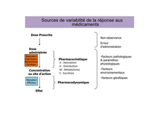 UE6 - CM3+5 - Dr. Djerada - Pharmacodynamie (4/6)