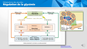 Les glucides - partie 2