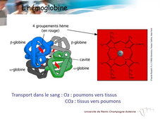 Peptide et protéines (Exemples)