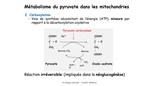 DFGSM2 - MED0402 - Métabolisme glucidique et régulation - Métabolisme du pyruvate