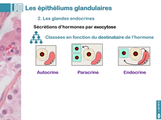 UE13 - Cours n°2 - Le tissu épithélial - partie 1 - épithélium glandulaire