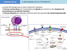lymphocytes NK