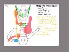 UE 24 - EC1  Thyroides et axes vasculaires - P5