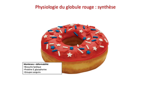 L.AS 3 - UE 64 - Hématologie - Métabolisme erythrocytaire