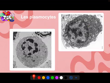 UE13 - Histologie - Séquence 3 - Les macrophages - par Noura-Houda Feroui