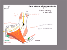 UE 24 - EC1  Mandibule et muscles masticateurs - P3