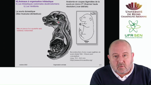 Embranchement des Vertébrés - exemple des vertébrés mammifères - partie 1