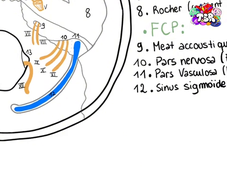 TSR - UE13 - Anatomie - Le crâne, expliqué par Bayane El Abdullah- Partie 2