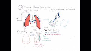 organisation générale du Thorax_P5