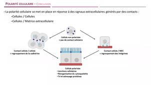 CM  2 de BIOLOGIE CELLULAIRE (suite) V. DALSTEIN