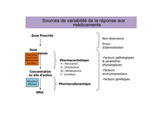 DFGSM2 - MED0303 - Bases pharmacodynamiques - Introduction