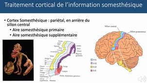 2.2 PHYSIOLOGIE SYSTEME NERVEUX - GLORON PARTIE6
