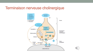 DFGSM2 - MED0303 - Pharmacologie du système nerveux autonome - Anatomie et neurotransmetteurs