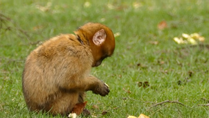 APE