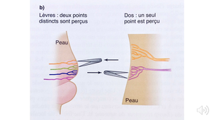 Somesthesie 02 FGSM3 sonorise 2020 Transduction des signaux