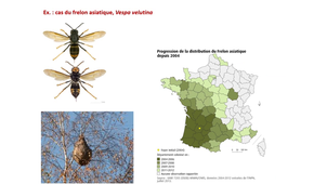 PASS - Semestre 1 - UE 15 - Evolution, Ecologie, Environnements - Invasions biologiques : généralités