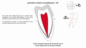 L.AS SpS - UE 24 - EC5 : Anatomie spécifique de la bouche - Molaires mandibulaires