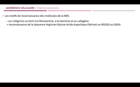Molécules d'adhérence