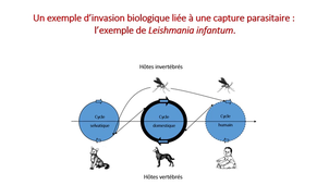PASS - Semestre 1 - UE 15 - Evolution, Ecologie, Environnements - Invasions biologiques : impact en Santé