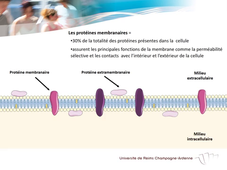 UE.2.1 - Biologie Fondamentale 1
