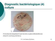 Campylobacter