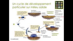 CM Streptomyces partie 4