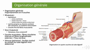 2.2 - Physiologie digestive - p 1