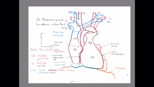 Anatomie - Le coeur et la circulation - P7