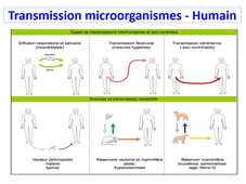 PASS - Semestre 1 - UE 15 - Evolution, Ecologie, Environnements - Ecologie microbienne (Partie 2)