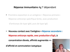 LAS 2 UE44 EC1 MEDECINE IMMUNOLOGIE 2 ORGANISATION DE LA REPONSE IMMUNE ADAPTATIVE C Lymphocytes B activation et différenciation