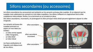UE 24 - EC5 - Anatomie spécifique de la bouche 5