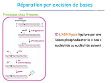 UE 23 - Biologie moléculaire 3