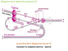 UE 23 - Biologie moléculaire 2