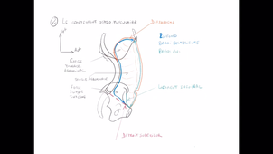 Organisation générale de l'abdomen - P2