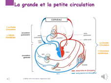 2.2 Anatomie appareil cardio vasculaire 2