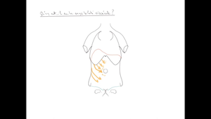 ANATOMIE-bases-anat-douleurs-abdo-avisse