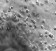 L.AS SpS - UE 24 - EC3 : Biologie de la reproduction et Embryologie - FIV classique