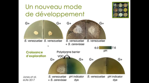 CM Streptomyces partie 6