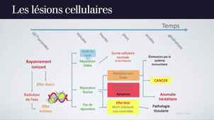 Effets sur les tissus vivants du rayonnement ionisant absorbé