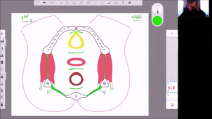 Anatomie-Pelvis-ibode