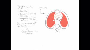 organisation générale du Thorax_P7