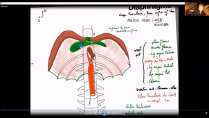 Paroi thoracique et diaphragme - P8
