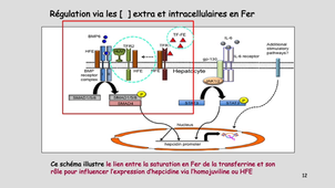 DFGSM2 / DFGSMa2 - MED0304 - Métabolisme du fer : partie 2