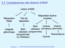 PASS / L.AS - Semestre 1 - UE 11 - Biophysique - Interaction des radiations ionisantes avec la matière et effets sur la matière - Effets sur l'ADN