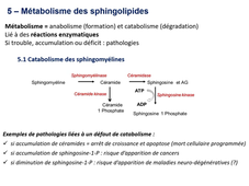 L.AS SpS - UE 14 - Biochimie - Lipides - Sphingolipides